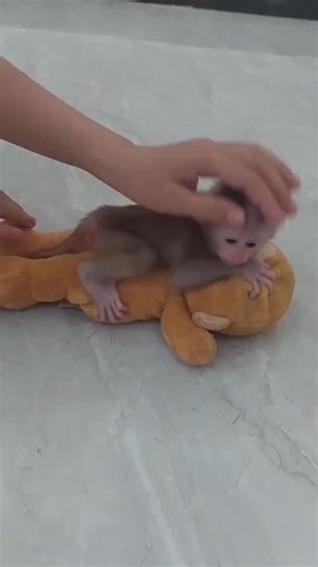 Jõr Dä Nã on Instagram: "🐒 Free Monkey Adoption – Loving Homes Wanted 🏡 We’re offering well-socialized, healthy monkeys to caring and responsible homes ❤️ The monkeys are free. A $200 deposit is required to cover official paperwork and delivery arrangements. 🎄 This is a special Christmas gift offer, so don’t miss out on the chance to welcome your baby home this season. ⚠️ No cash on delivery. Serious and genuine inquiries only. 📩 Send a DM for details or to begin the adoption process. #Monke