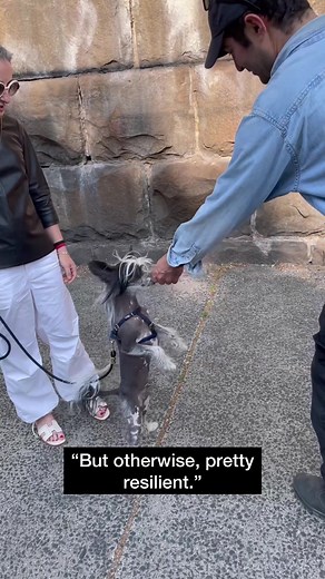 Have you ever pet a hairless dog? #nyc #dogphotographer | dogs