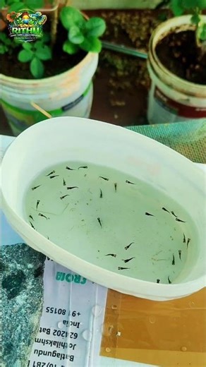 First time namba molly fish 40 kutty potu Iruku😍💥9April 2026#aquariumlife #fish #exoticaquariumfish