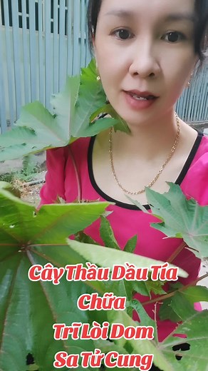Cây thầu dầu tía công dụng tuyệt vời!#thuocnam #xuhuong #tohien119 #baithuocdangian