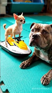 Chihuahua Jet Ski SLAMS Into Cane Corso’s Face 😂