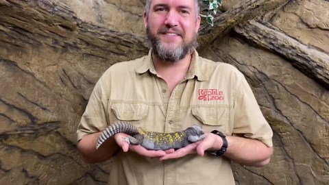 bucky the nigerian uromastyx lizard and its spiky tail