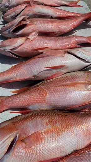 Fishing for Florida Keys mutton snappers aboard Good Karma.