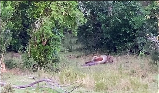 Leopard vs Python: Unexpected Battle in the Wild