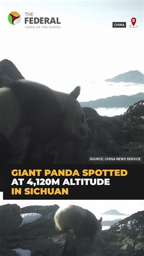 Giant panda spotted at record 4,120m altitude in China | #shorts