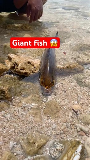 Coffee vs Giant Fish?! 😱 Hand Catching Fish in Seconds! ☕🐟 #fishing #fishingtutorial #shorts