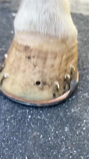 The Art of Farriery: Horse Hoof Care Explained