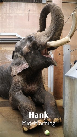 Day in the Life of Asian Elephants: Mid-Morning Care