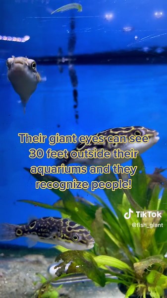 Aquarium Puppy: The Amazing Figure 8 Pufferfish