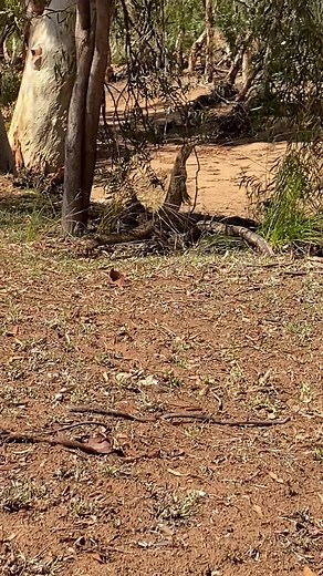 Yellow-spotted Monitor (Varanus panoptes) cruising in the Pilbara region, Western Australia. Check out the periscoping body posture towards the end of the vid!!! #wilderness #australiagram #wa #pilbara #australia #wild #reptilesofinstagram #lizardsofig #reptile #reptilesofinsta #animallover #lizardsofinsta #reptiles #fauna #wildlifeplanet #animals #wildlife #animal #wildlifephotography #lizards #lizardsofinstagram #nyamål #nyamalcountry | Mick Fullerton Wildlife
