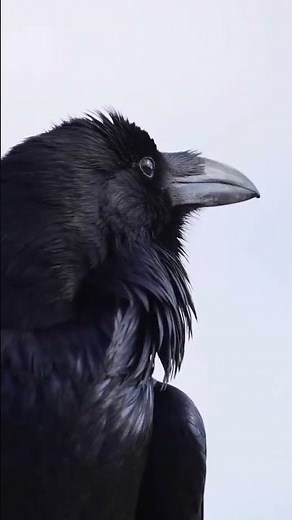 Do Crows Really Hold “Funerals” For Their Dead?