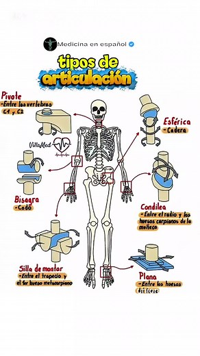 Funcionamiento y anatomía de las articulaciones del cuerpo