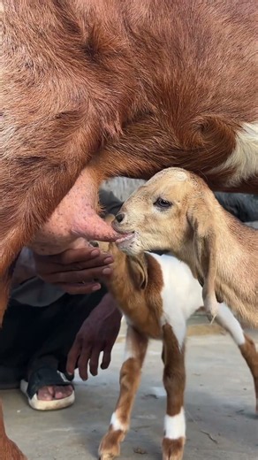 صغار الماعز يرتشفون حليب أمهم في مشهد مليء بالرحمة والحنان ❤