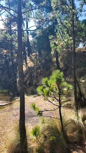 Sonia Sanchez on Reels