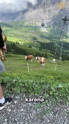 This Man Plays the Trombone, Cows Immediately Gather Around 🎺🐄😲 #uniquefacts #animals #cows #music