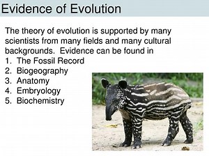 Evidence of Evolution - SlideServe