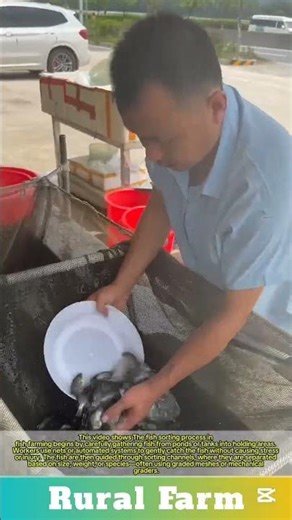 The fish sorting process in fish farming is satisfying