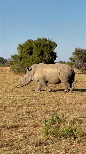 This Rhino Still Has Its Horn — Here's Why That's Rare #wildlife