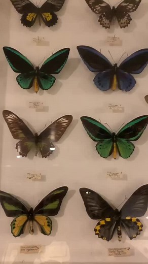 Tips on Insect Preservation: How to Preserve Dead Bugs and Insects
