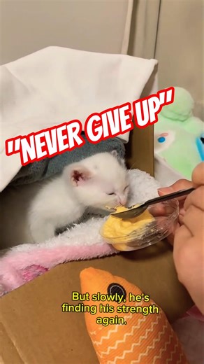 A Tiny Miracle’s First Meal#shorts #shortsfeed #shortvideo#cat