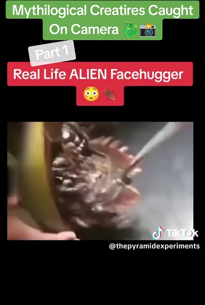 Mythological Creatures Caught On Camera: Griffin