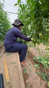24K views · 361 reactions | Remove the tomatoes leaves  #tomato #agriculture #satisfying #garden #asmr #greenhouse #shorts #howto #How | JUMOH Han | Facebook