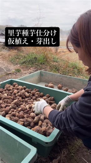 畑 らいふ on Instagram: "里芋種芋仕分け・仮植え・芽出し 種芋の大小を仕分けて、中〜大を種芋として仮植えしたよ😌 種芋が150個足りなさそうだから買い足さないと😅 今年は実験で親芋を種にしてみようかなと思ってるの🤭 たくさん収穫できるかな😁💖 #里芋#仕分け#仮植え#農業女子"