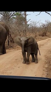 30K views · 505 reactions | This calf was like “cross this line if you’re courageous” . Check out this for graphic designing https://www.facebook.com/VicGraph | Livingstone Times | Facebook