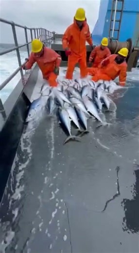 😱🐟 Rough Grey Ocean Nightmare: Hundreds of Fish on Deck (RAW)