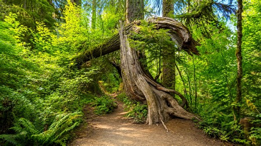 Inside America’s enchanting temperate rain forest (4K)