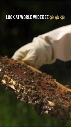 🐝“When Millions of Killer Bees Attack at Once😱KillerBees#WildlifeAttack#bee #animals#nature#trending