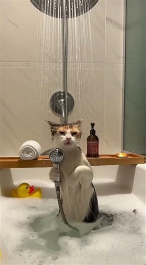 猫咪的浴室独唱秀！泡泡+鸭鸭=完美舞台？Cat’s Bubble Bath Solo! Rubber Duck + Drama = Purrfect Performance! #cat #诚品绿仓