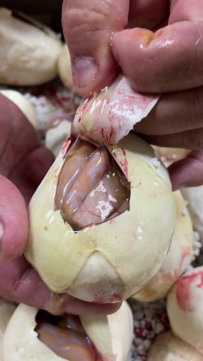 Helping Baby Snakes Hatch for a Chance at Life