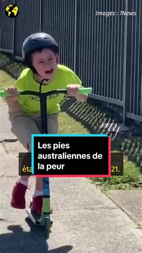🇦🇺🐦 Est-on vraiment Australien tant qu’on n’a pas été attaqué par une pie ? Journaliste : Mélanie Chenouard #tiktokacademie #apprendresurtiktok #australie #tiktokbirds