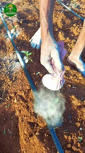 🤯Powder method!🐞Pest control!!👌 #farminglife #agri #pest #ideas | Trending Vivasaayi