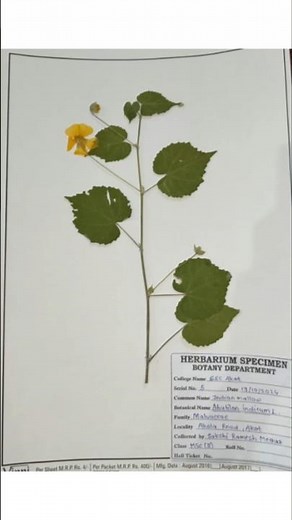 😍Herbarium collection, pressed plants #youtubeshorts #art #nature #herbarium #plants #asthetic #love