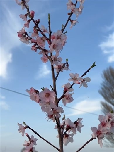 Almond Blossoms: A Sign of Spring at the Bank Farm