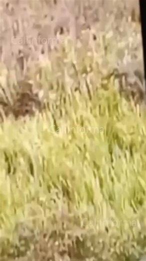 MISTERIO EN SILOÉ: HABITANTES ASEGURAN HABER VISTO “UN DUENDE” DURANTE DESAPARICIÓN DE NIÑAUn extraño caso ocurrido en el sector La Estrella de Siloé, en Cali, tiene hablando a toda la comunidad y desató cientos de comentarios en redes sociales. Todo ocurrió tras la desaparición de una niña de 3 años durante varias horas, situación que generó angustia entre familiares y vecinos que iniciaron una intensa búsqueda en la zona boscosa del sector.En medio de la desesperación, comenzó a circular un vi
