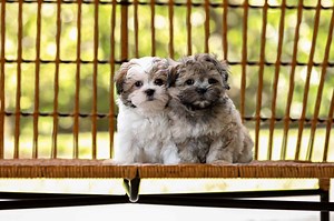 Shih Tzu Puppies: Pictures, Adoption Tips, and More!