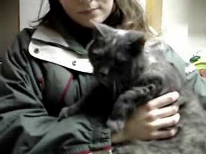 HISSING and GROWLING cat