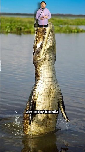 Animal Facts 🤔: Kaiman Edition 🐊