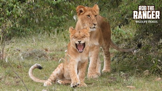 Watch what happens when young lion cubs are left alone in the wild