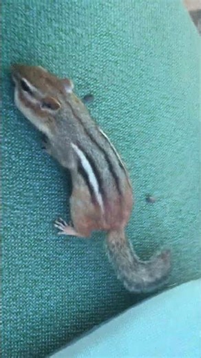 Two Chipmunks One Seed Vending Machine #wildlife #animals #wildernessseason #squirrel