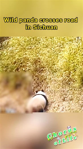 A sightseeing bus encountered a wild giant panda at Labahe Scenic Area in China’s Sichuan Province. The panda strolled calmly along the roadside before crossing the road and disappearing into the forest. #ChorusofLife | CCTV
