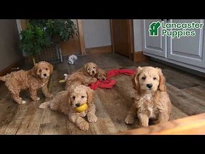 Cute Cockapoo Puppies