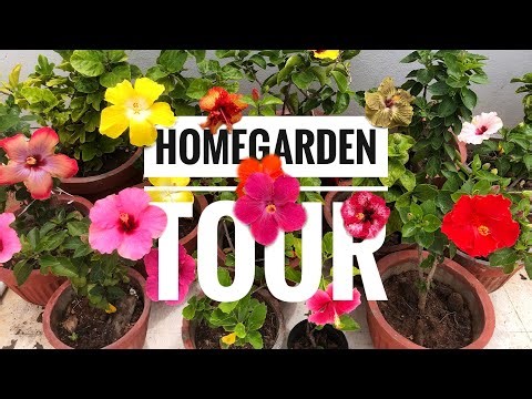Home Garden Tour | STUNNING Hybrid Hibiscus blooms🌺| Colourful Hibiscus✨| #flowers #garden #Hibiscus