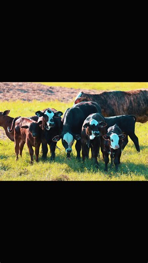 Diamond R Ranch: Experience Cattle Raising Culture