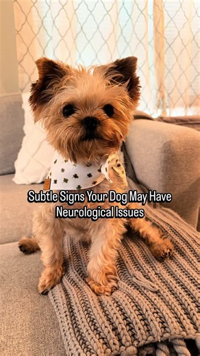 Neurological issues in dogs can sometimes start with subtle signs that are easy to miss. Things like head tilting, wobbling, unusual eye movements, or sudden weakness may indicate something affecting the nervous system. This post is meant to help dog owners recognize potential warning signs early. If you notice any of these symptoms in your dog, it’s always best to contact your veterinarian. Early awareness can literally save your dogs life. 🤍 #MUE #doghealth #neurology #dogeducation #yorkie