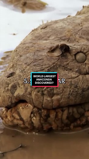 Largest Anaconda Species Discovered in Amazon Rainforest