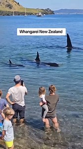 If THIS isn't amazing, then i don't know! 🎥https://www.instagram.com/whangarei_today?igsh=NWNrMmlteHJ6NTVq | Orcas